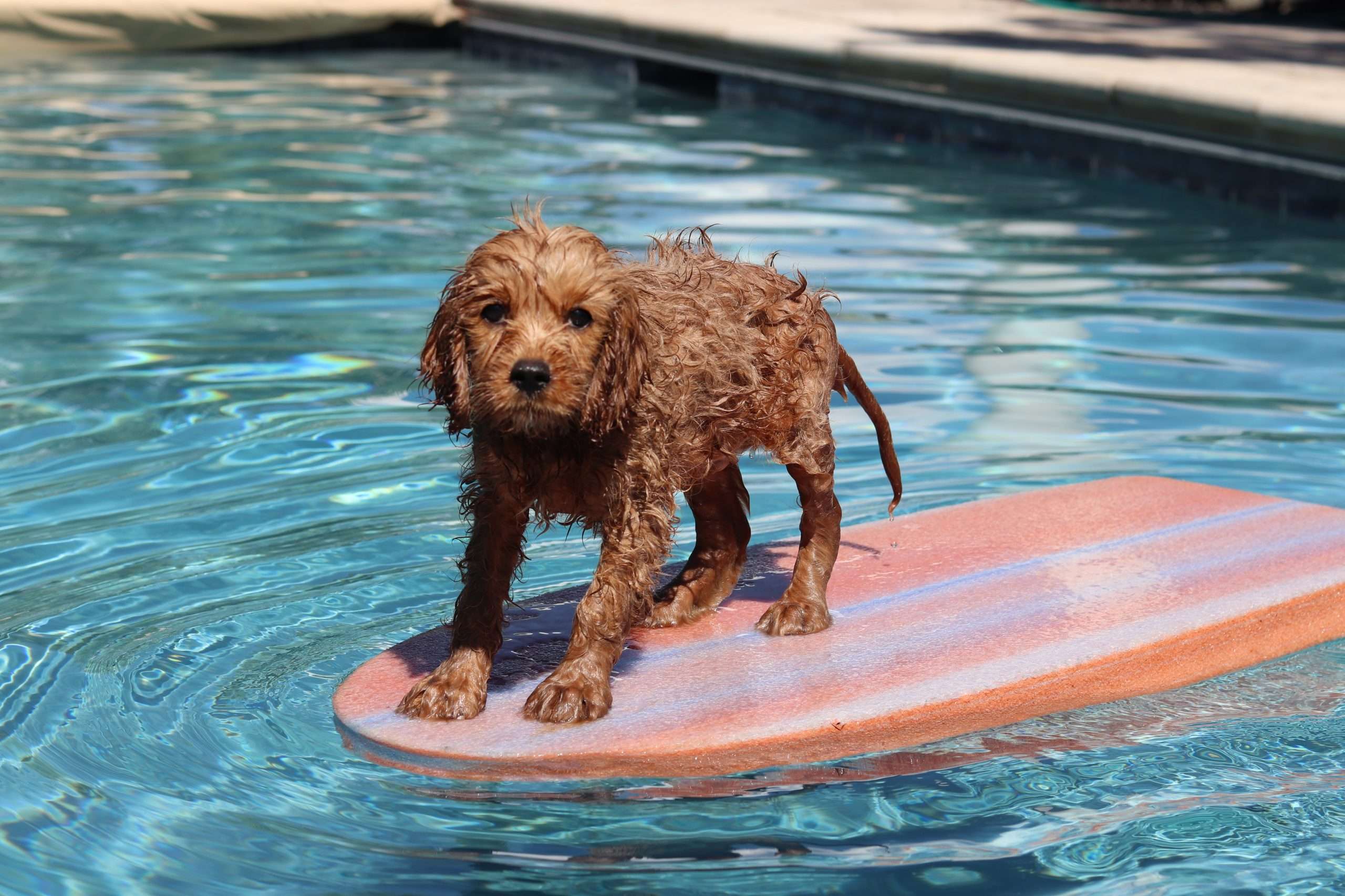 Can Cavapoos Swim? Ultimate Water Guide and Tips