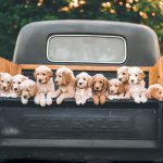 What Is A Cavapoo Puppy: Cons Of Such Breeds