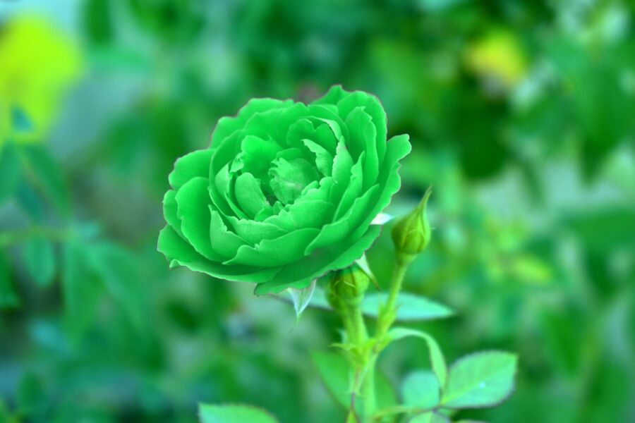 Top Most Beautiful Green Roses